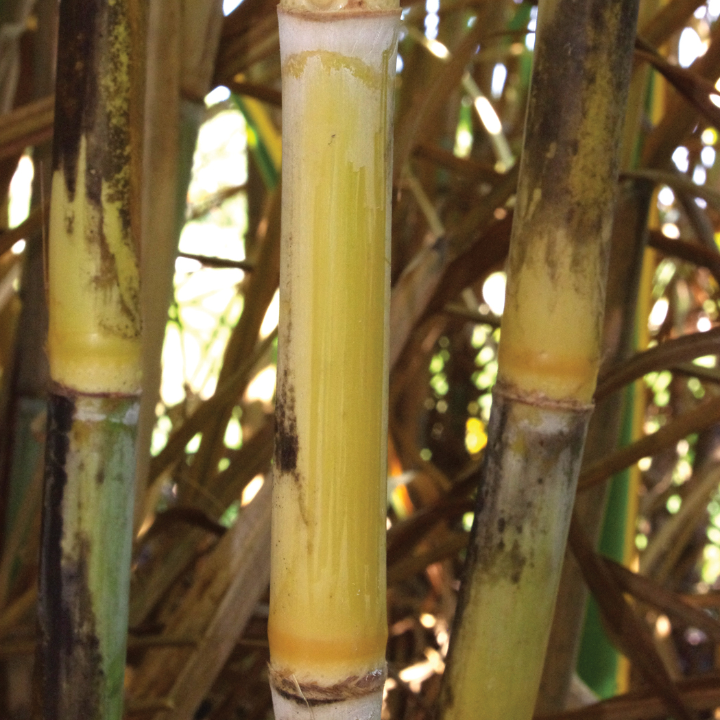 Stalk color under the wax layer – Greenish yellow that becomes more bronze with exposure to the sun.